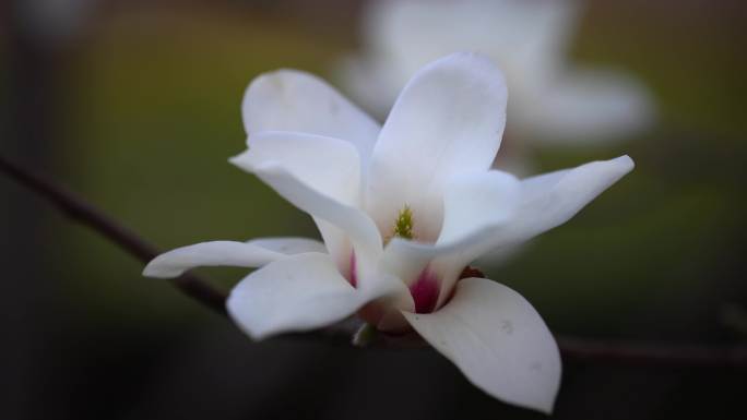 春天开花玉兰花杏花桃花樱花