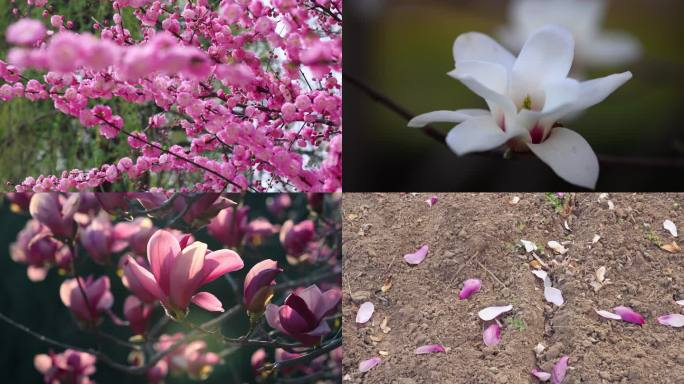 春天开花玉兰花杏花桃花樱花