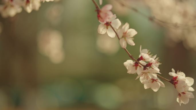 春暖花开 桃花 春天 花朵 开花 春分