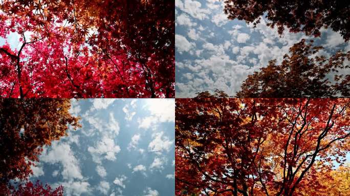 五彩植物红枫实拍视频
