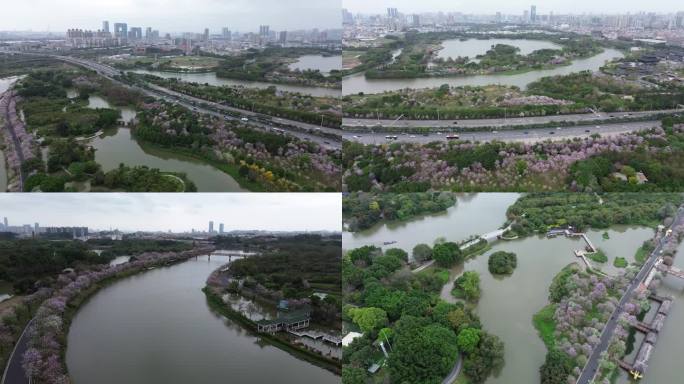 飞阅春日海珠湿地宫粉紫荆盛开2