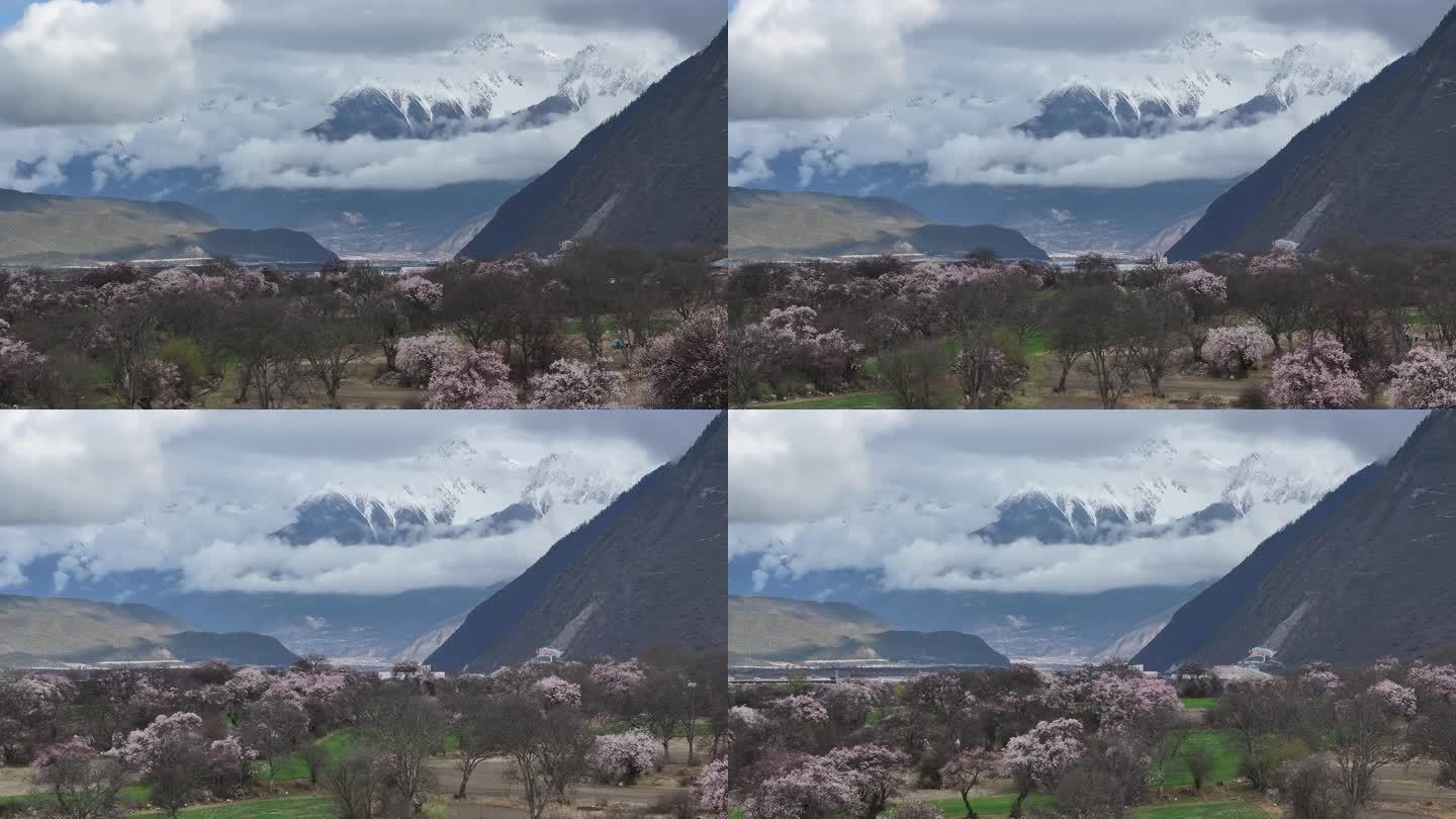 林芝桃花节