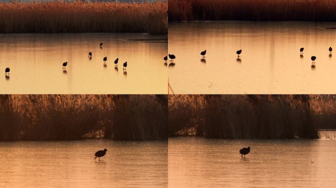 夕阳剪影水鸟野鸭结冰湖面