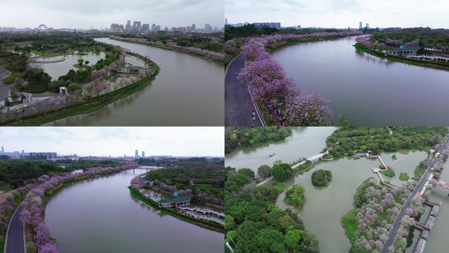 飞阅春日海珠湿地宫粉紫荆盛开3