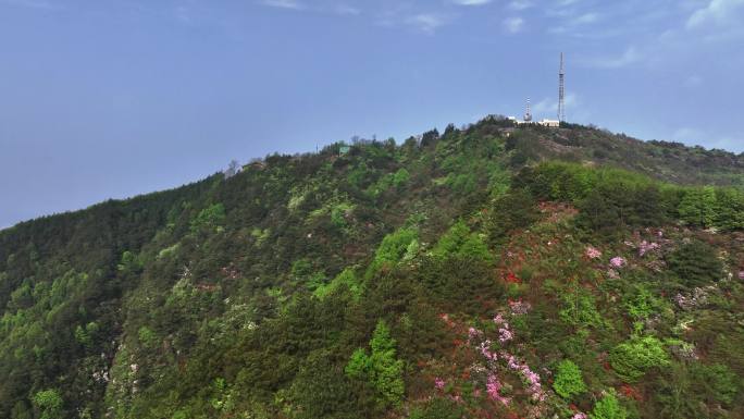 春天早晨阳光下桂林高山上盛开的杜鹃花