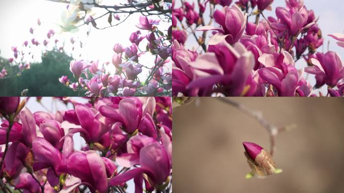 春天开花辛夷花玉兰花