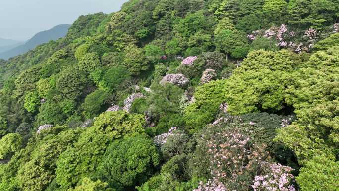 航拍24年深圳梧桐山春季杜鹃花