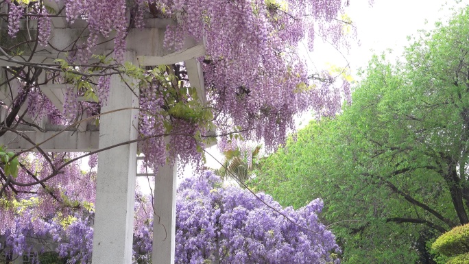 紫藤花开游客来