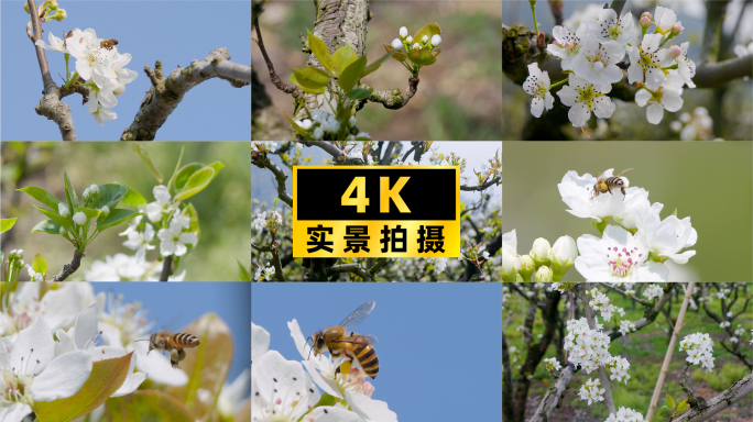 梨花盛开·蜜蜂采蜜：细腻捕捉的自然春光