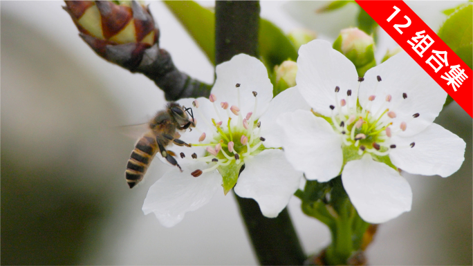 梨花盛开·蜜蜂采蜜：细腻捕捉的自然春光