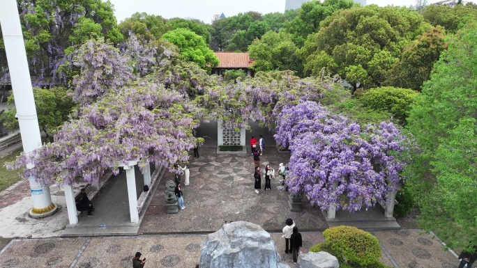 紫藤花开游客来