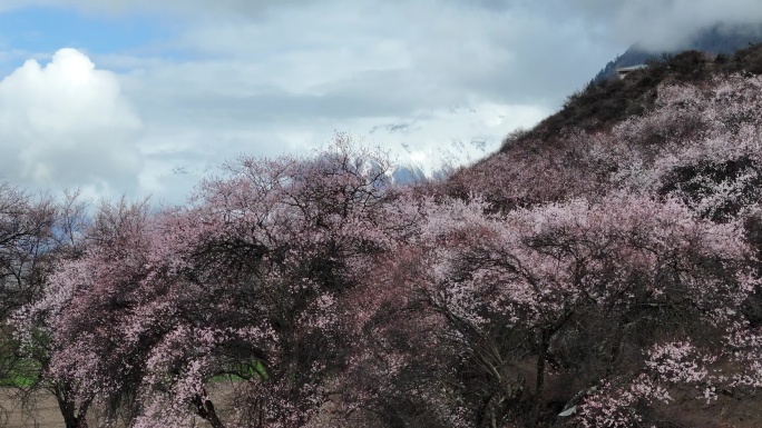 林芝桃花节