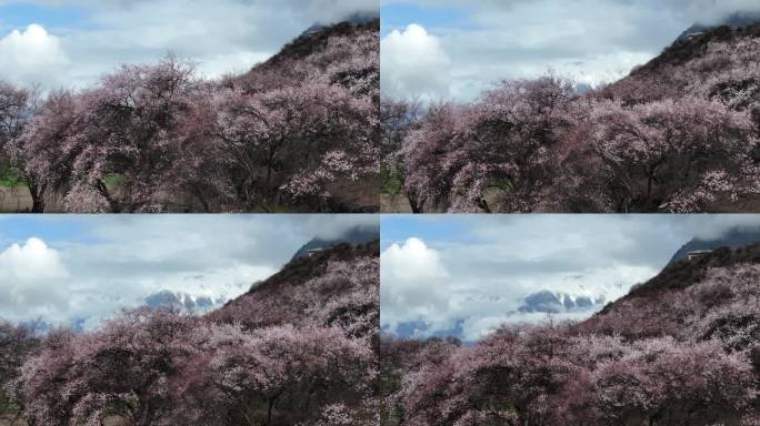 林芝桃花节