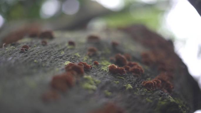 沼泽苔藓青苔蘑菇野生菌枯木树枝生态环境