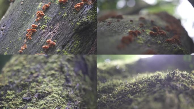 沼泽苔藓青苔蘑菇野生菌枯木树枝生态环境