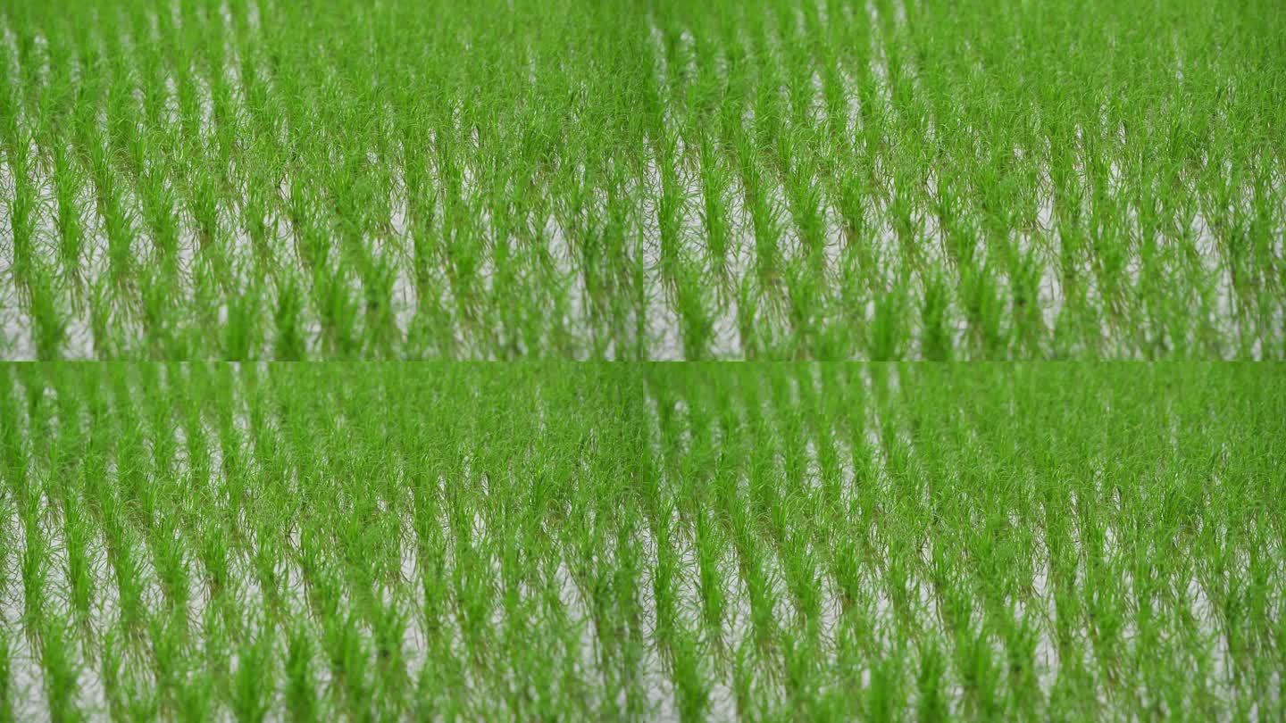 春天绿色的秧苗稻田