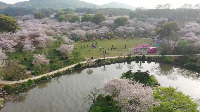 航拍武汉东湖樱花园