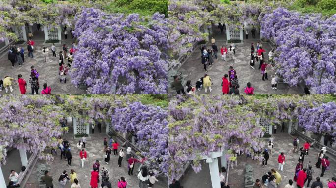 紫藤花开游客来