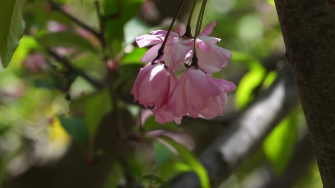 唯美的花朵