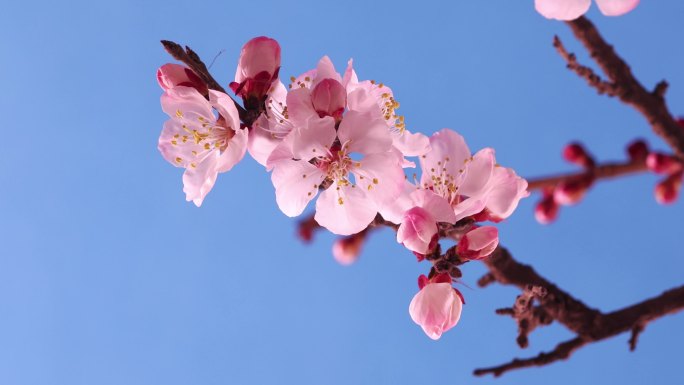 开花延时春天花开桃花杏花樱花