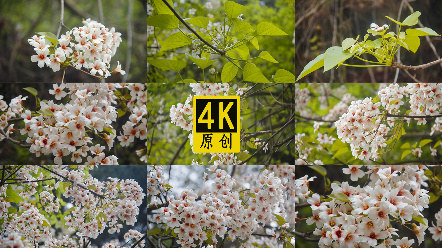 桐油花卉视频素材4K