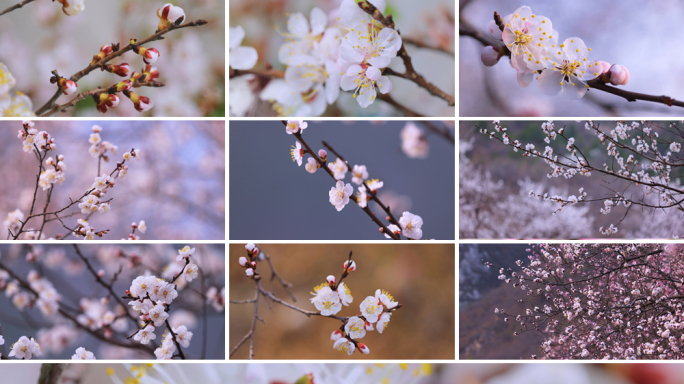 春分 桃花盛开