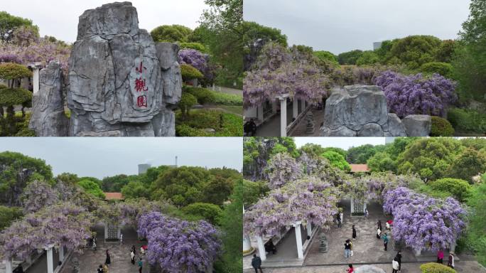 紫藤花开游客来