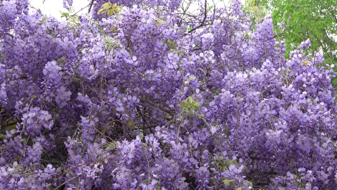 紫藤花开游客来