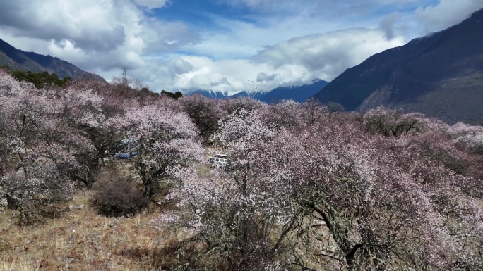 林芝桃花节