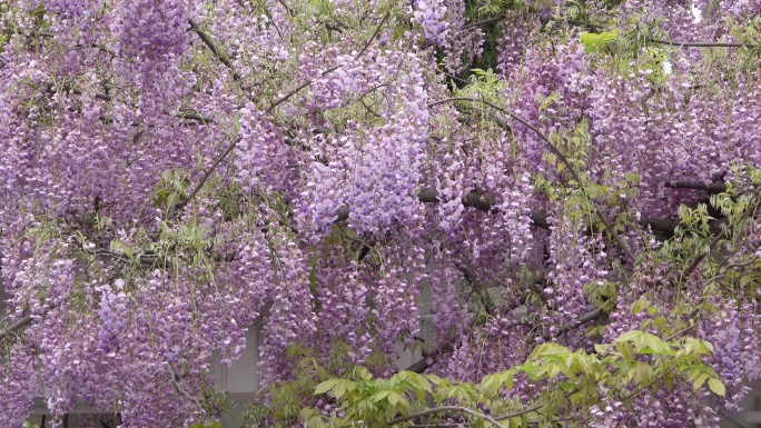 紫藤花开游客来