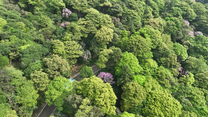 航拍24年深圳梧桐山春季杜鹃花