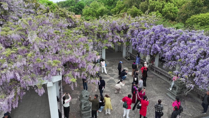 紫藤花开游客来