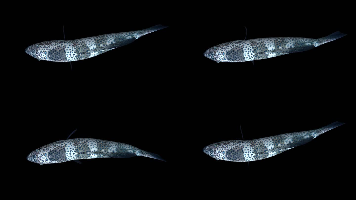 鱼儿游动动画-无缝循环带透明通道