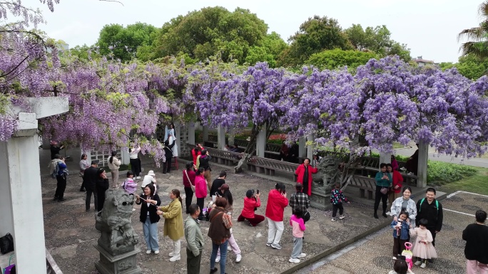 紫藤花开游客来