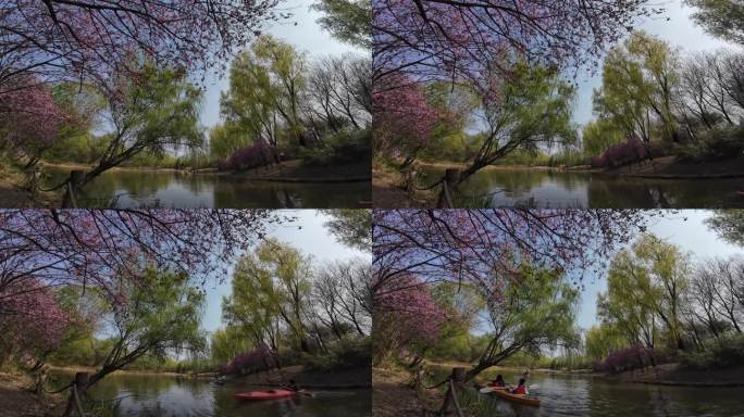 春暖花开游客在湖水中划船游玩
