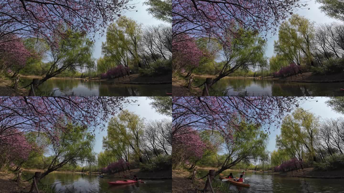 春暖花开游客在湖水中划船游玩