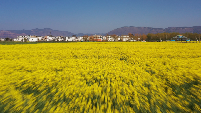 4K 大理麦田油菜花 苍山洱海 乡村振兴