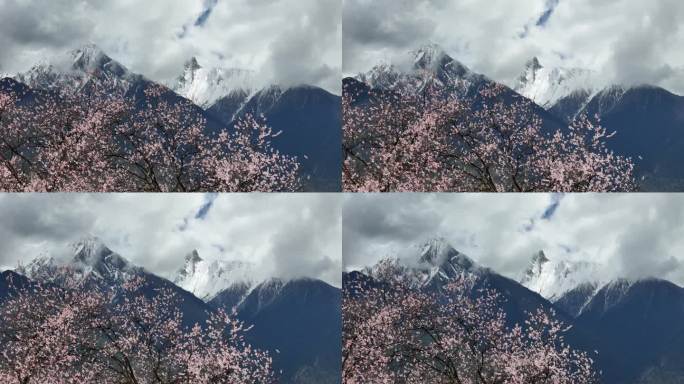 林芝桃花节