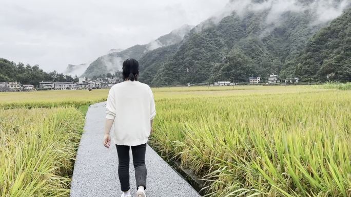 实拍旬阳仁河口稻田风景