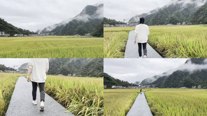 实拍旬阳仁河口稻田风景