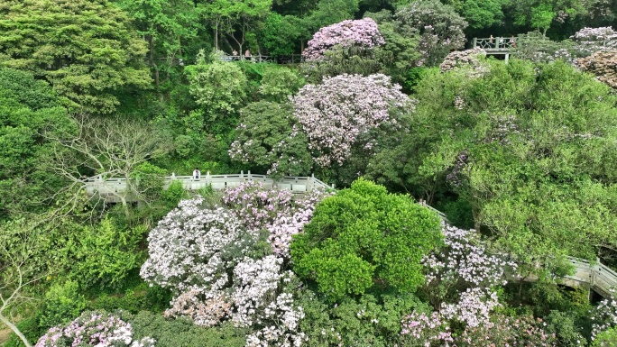 航拍24年深圳梧桐山春季杜鹃花