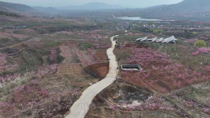 山东蒙阴旧寨数万亩桃花盛开