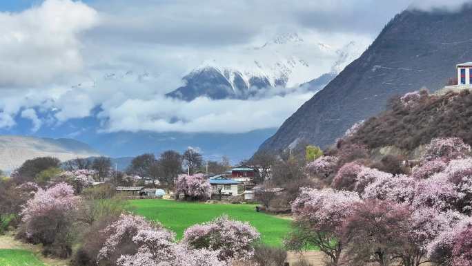 林芝桃花节合集