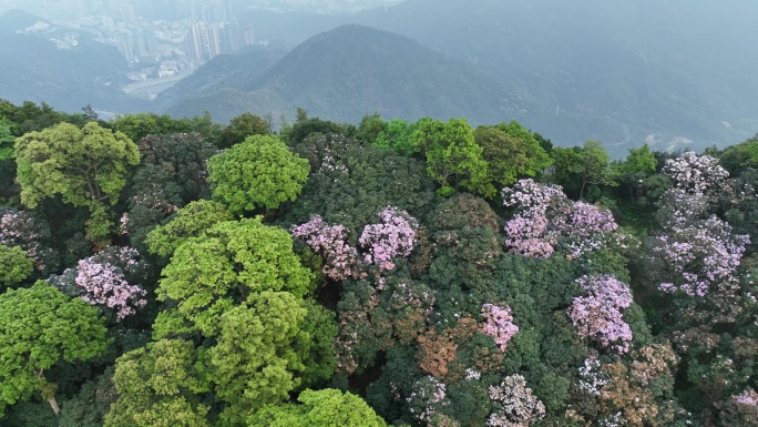 航拍24年深圳梧桐山春季杜鹃花