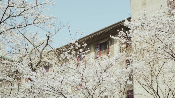 武汉大学樱花 早春 春天 复古胶片 窗户