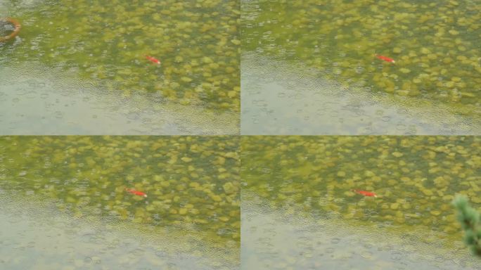 4K高清烟雨江南的庭院鱼池锦鲤