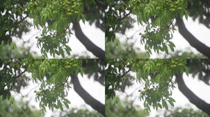 雨落在荔枝树上