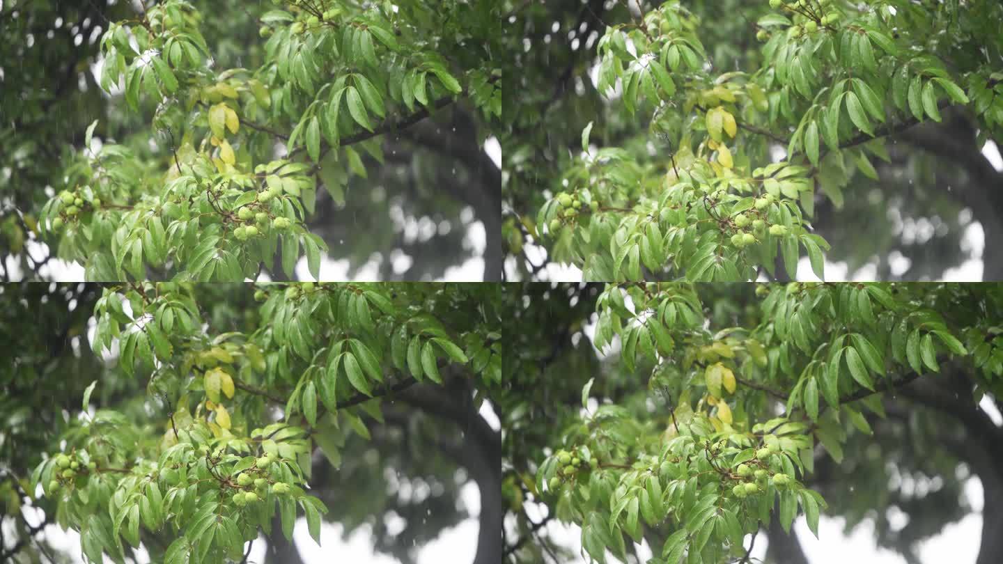 雨落在荔枝树上