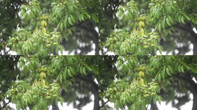 雨落在荔枝树上