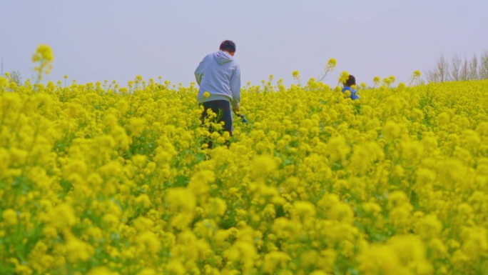 油菜花 春天 风筝儿童游玩 田野